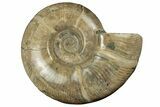 Polished Ammonite (Argonauticeras) Fossil - Iridescent Shell #252762-1